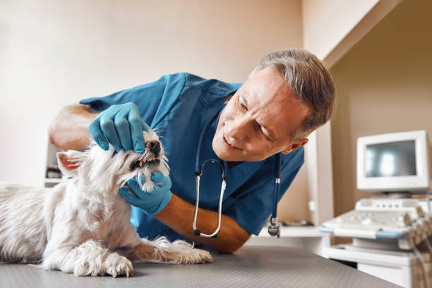 Best Same-Day Emergency Dental Services in Bell Gardens, CA